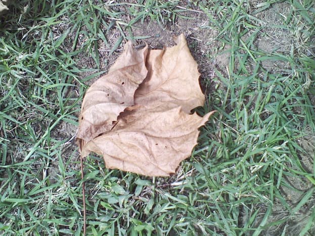 Dinner-plate sized catalpa leaf.