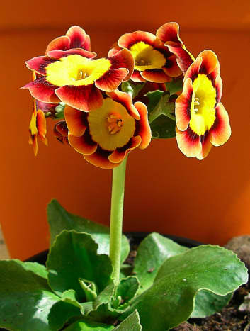 A cultivated auricula originally produced by a cross between a wild Primula auricula and another species of the genus.