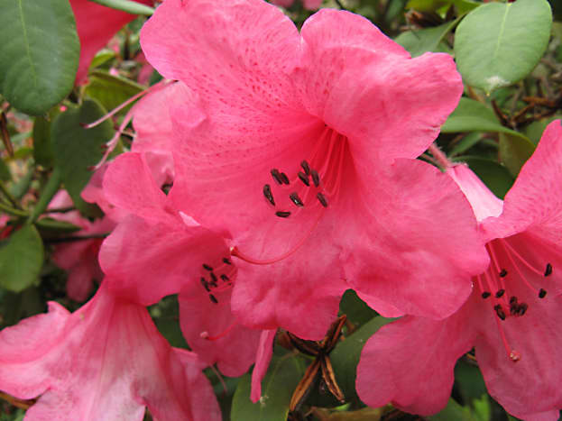 A shade of pink is the most common color of rhododendrons where I live.