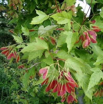This Amur maple has red and green samaras (seed pods).