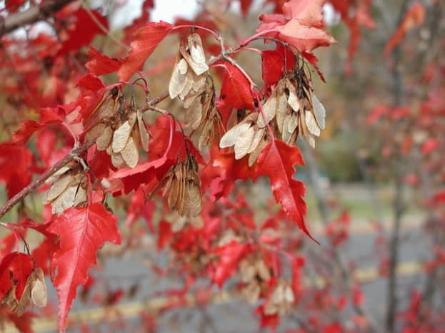 The Amur maple leaves on this tree are turning a deep red in autumn.