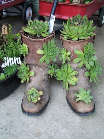 Rather than throw out old boots, recycle them as succulent planters!