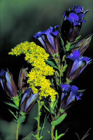 Goldenrod and Prairie Gentian