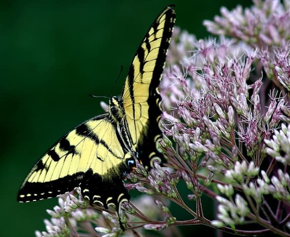 Joe Pye Weed