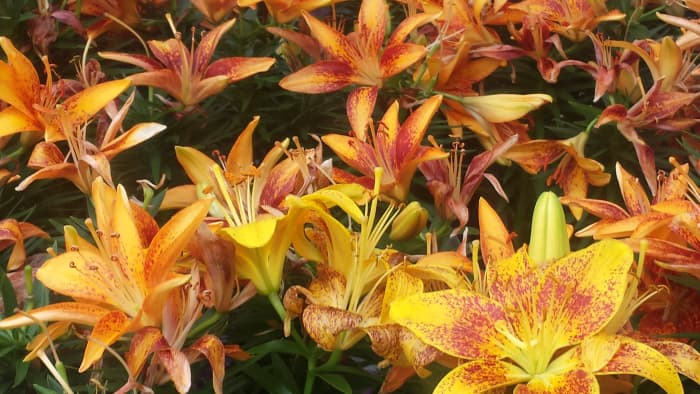 The Bright Asiatic Lily Perennial Flower