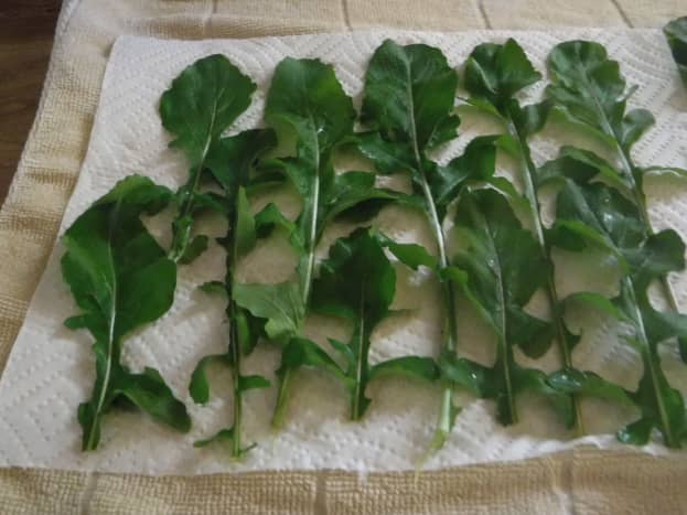 Place arugula in a single layer on a paper towel.
