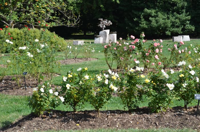 Multiple different roses in a rose garden.  You can see some yellow rose bushes in the foreground here.  