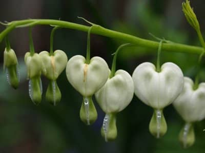 White bleeding heart flowers.