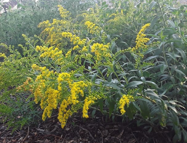 Goldenrod is always abuzz with a variety of polinators.  It gets a bad rap because it blooms at the same time as ragweed, a fierce alergen.