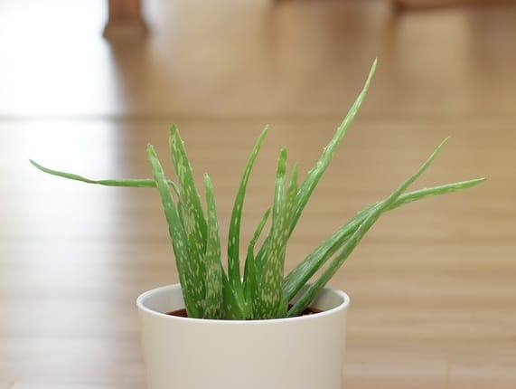 The aloe plant will purify the air and can even give you straight-from-the-source aloe gel.