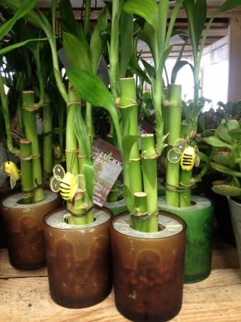 Per Chinese tradition, the more stalks of lucky bamboo you have, the luckier it is.