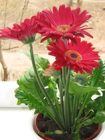 Gerber daisies are a great option for the office if you are looking for a flowering plant.