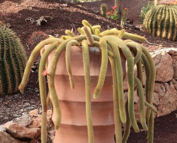 A Cleistocactus winteri cactus is identifiable by the unique way in which it grows from its pot.