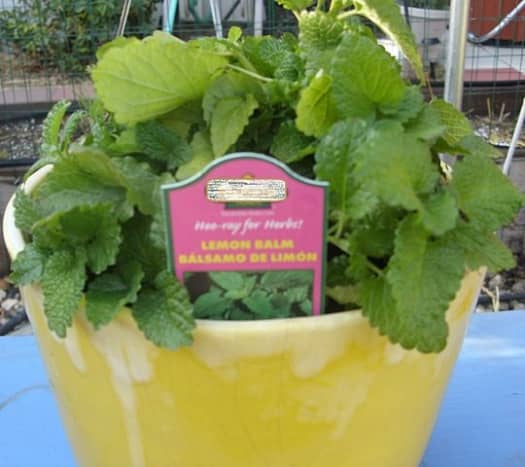 The lemon balm plant adds a subtle aroma of lemon to your workplace.
