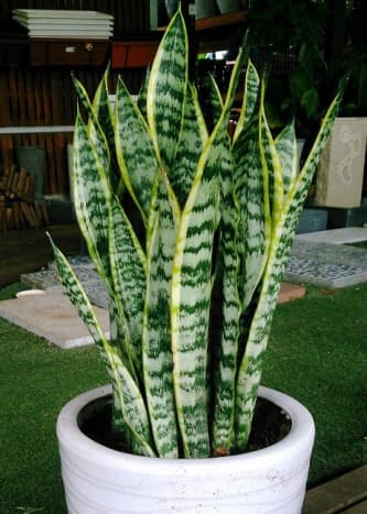 The snake plant is easy to maintain, purifies the air, and even releases oxygen.