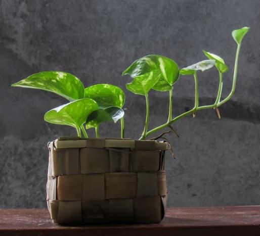 The famous pothos plant is beautiful, easy to maintain, and fast growing.