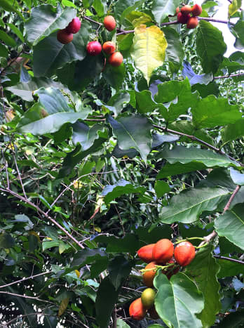Ceylon Peanut Butter Fruit 10 fresh seeds organic health diabetic green garden