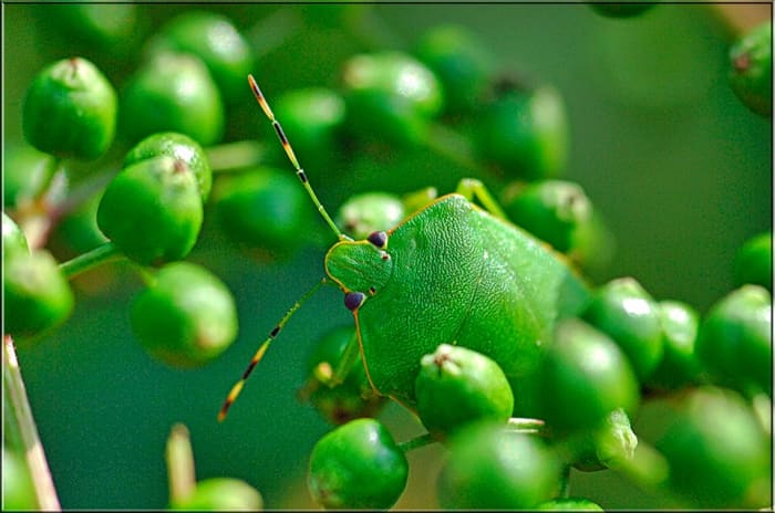 This is the green stink bug.