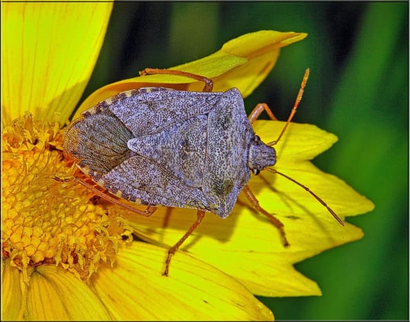 This is the brown marmorated stink bug.  Not known to bite humans, but their tendency to invade homes in high numbers can be extremely frustrating.  They release an odor when disturbed or crushed much like the smell of dirty feet.