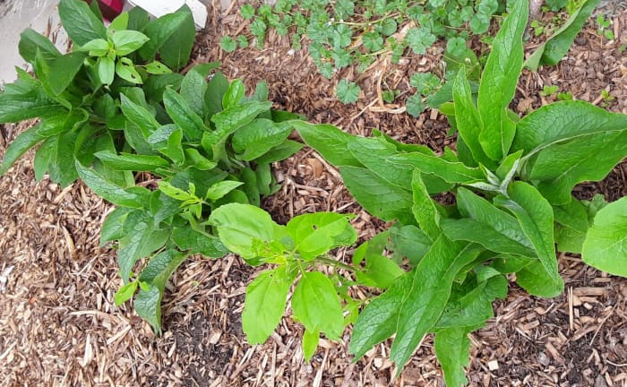 Comfrey is very easy to grow and propagate. I planted comfrey in this area a year ago. At the end of summer, I dug the plants up because I decided to make a walkway and wanted the comfrey for other areas. This spring, the comfrey came up both places.