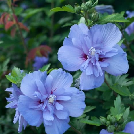 This is an example of the Hibiscus Syriacus Blue Chiffon (Rose of Sharon).  The double Rose of Sharon blooms are very similar to many other varieties of hibiscus.