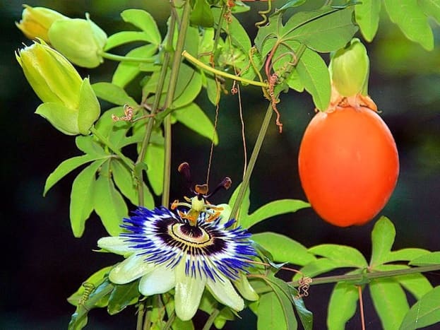 A passionflower is beautiful and the passion fruit is delicious, but a smooth-skinned passion fruit is not ripe. So if you are planning on eating what's inside, you should wait until the fruit is dimpled on the outside and falls to the ground.