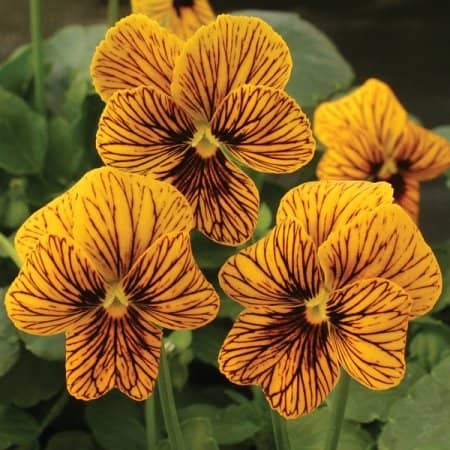This orange and black penciling style of pansies is one of my favorites.