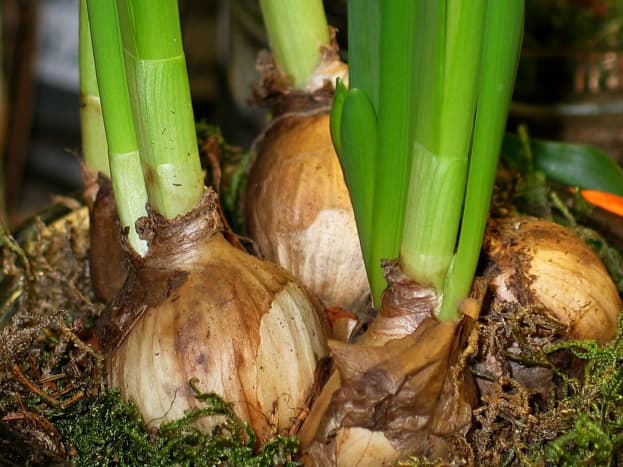 Onions are some of the most common true bulbs.