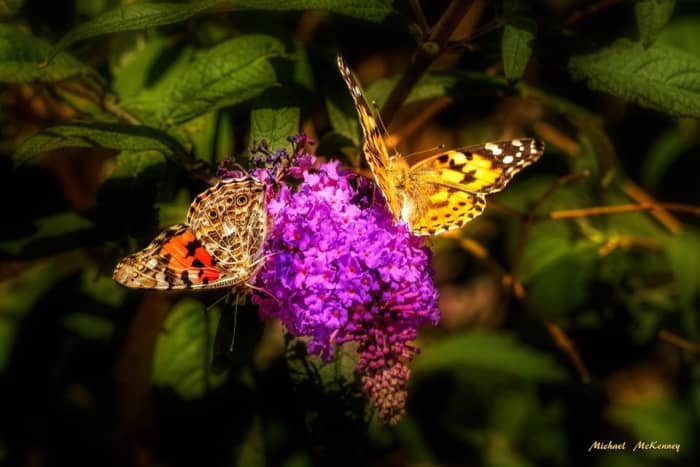 Butterflies naturally love the butterfly bush in our yard.  If you want to see a lot of butterflies, you might want to plant one of these beautiful bushes.