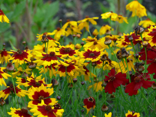 Golden tickseed is known by several other common names, including plains coreopsis, garden coreopsis, or calliopsis.