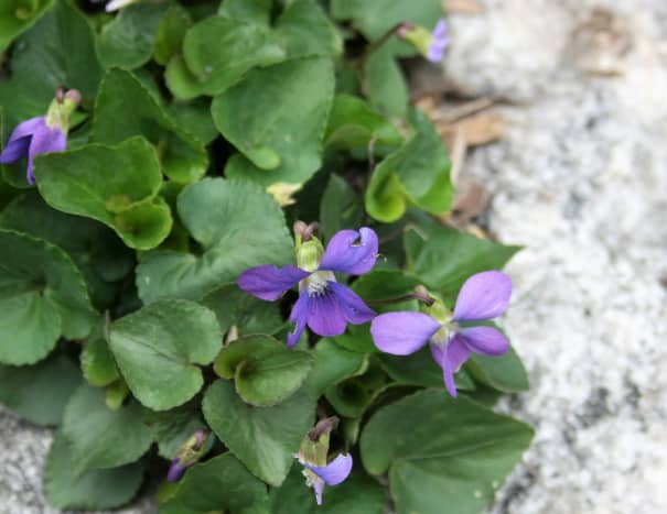 Viola sororia produces sweet-smelling, edible flowers that contain vitamins A and C.