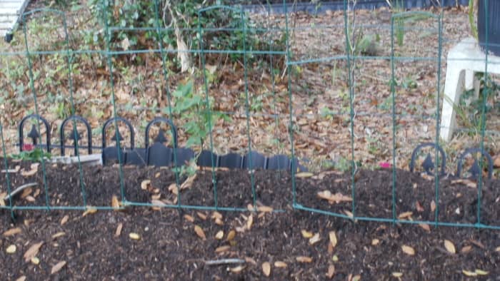 Hugelkultur bed is finally ready to plant. Black limas beginning to climb trellis.