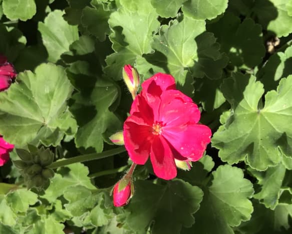 Geraniums are, by far, the easiest flower to grow, which makes them my favorite!