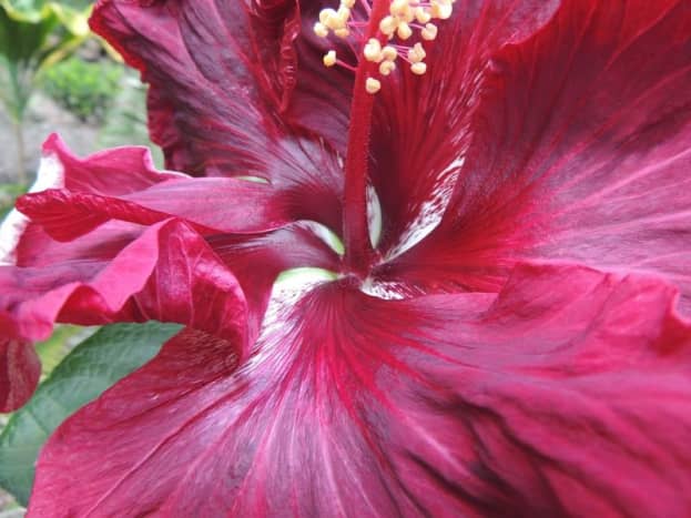 Tropical hibiscus &quot;Black Magic&quot; from Dupont Nursery is an award-winner. 