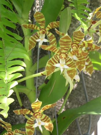 Tiger Stripe Orchid - Neofinetia falcata