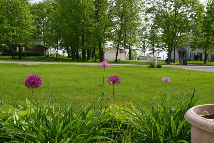 These alliums are planted among daylilies. When the allium foliage is fading, it will be hidden by the daylily leaves.