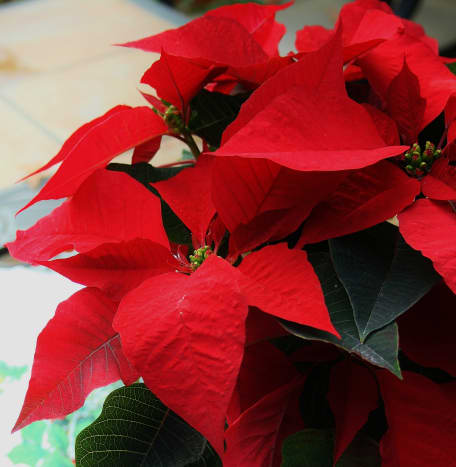 how-to-overwinter-poinsettia