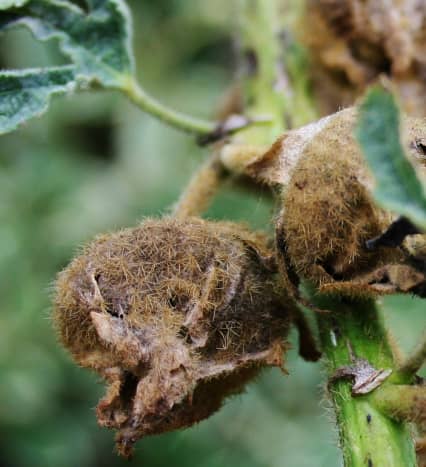 Hollyhock seed pods are soft and fuzzy.