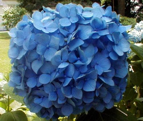 Blue hydrangea flower cluster