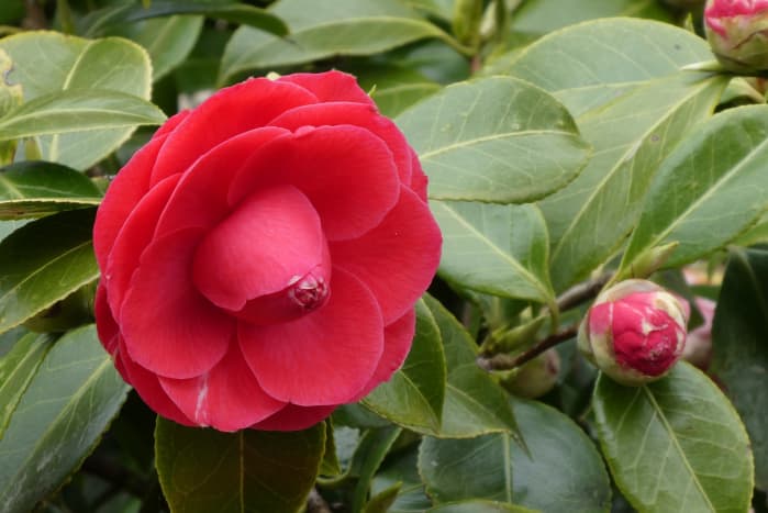 How to Plant Camellias in the Garden - Dengarden