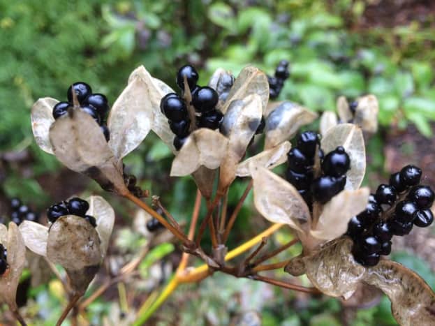 Don't eat these blackberry look-alikes. The seed pods of a blackberry lily resemble ripe blackberries, but they are not edible. 