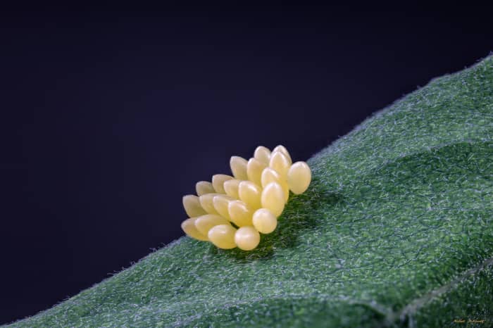 The life cycle of a ladybug begins with the laying of eggs, which are yellow and usually laid on the underside of leaves so they are protected from predators and the weather.