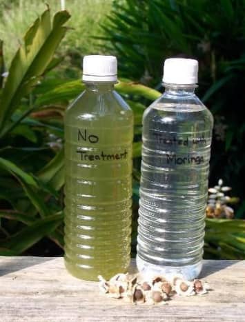 Studies have shown that Moringa seeds are capable of &quot;purifying&quot; water by prompting the bacteria in water to cluster together and die off.