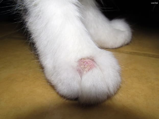 Typical appearance of ringworm in a cat; note the missing fur