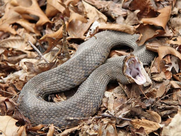 A photo of the Cottonmouth snake, by Greg Schechter.