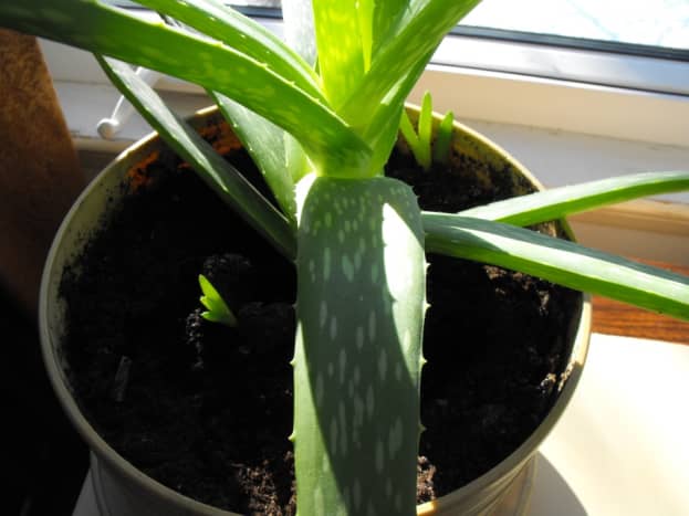 The latest little Aloe vera begin their lives (third generation).