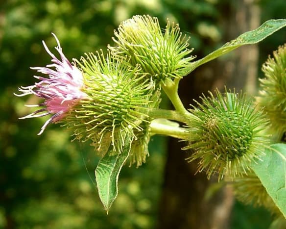 The burdock root has been shown to relieve eczema, as well as acne, psoriasis, and other skin conditions.
