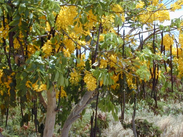 Amaltas — The golden shower tree : The Tribune India