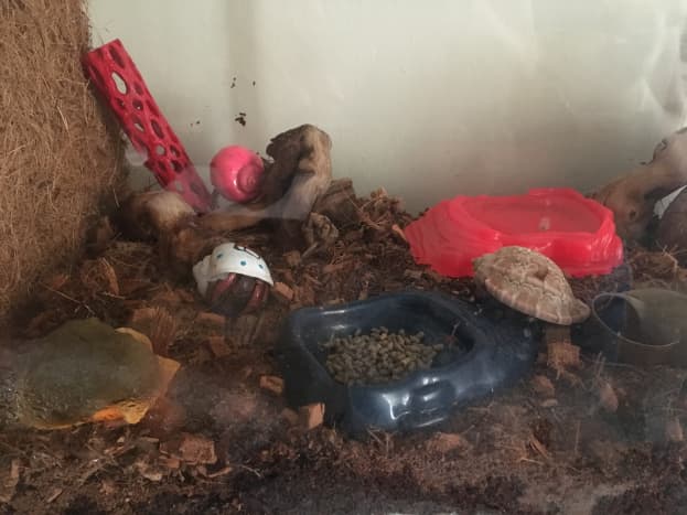 Each time I clean out my hermit crab tank I make sure to add my hermits back after I've changed up their decorations. 