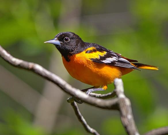 Baltimore Oriole (east)